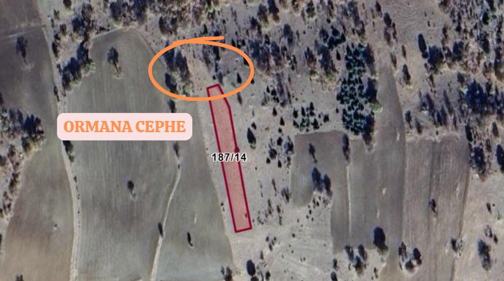 KONYA ÇUMRA AFŞARI KÖYÜNDE 991 M²TARLA SATILIKTIR. - KONYA ÇUMRA fotoğraf 5